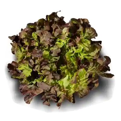 Package photo of Lechuga hoja roble
