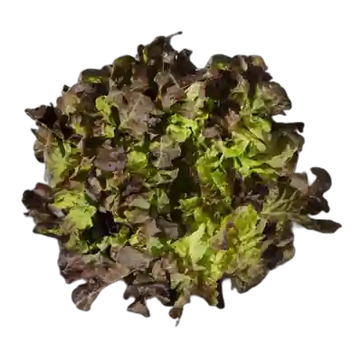 Package photo of Lechuga hoja roble